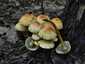 Sárga kénvirággomba (Hypholoma fasciculare), Budai-hegység